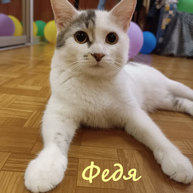 Жизнь домашнего приюта "Котоленд" 410
