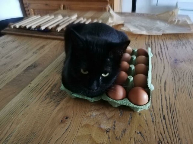 Жизнь домашнего приюта "Котоленд" 414