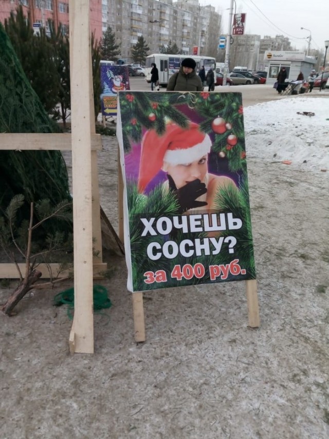 Сосны