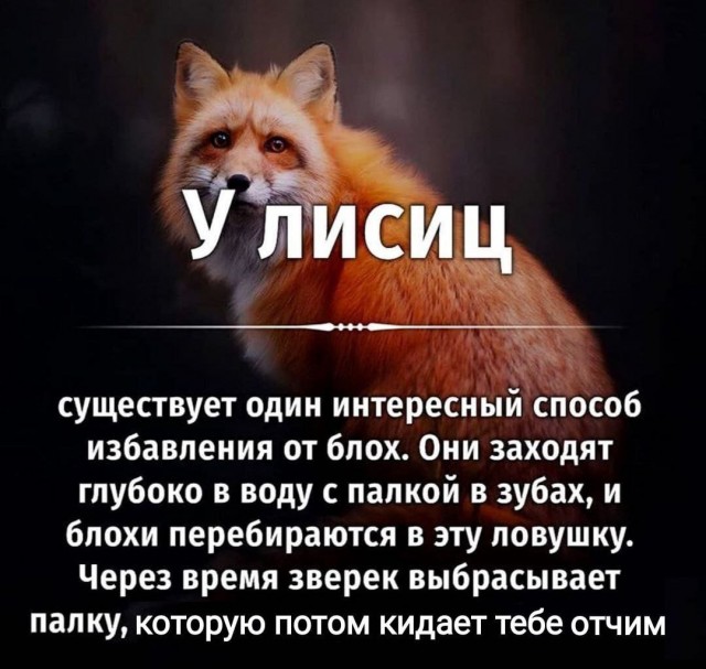 Слив лютых картинок