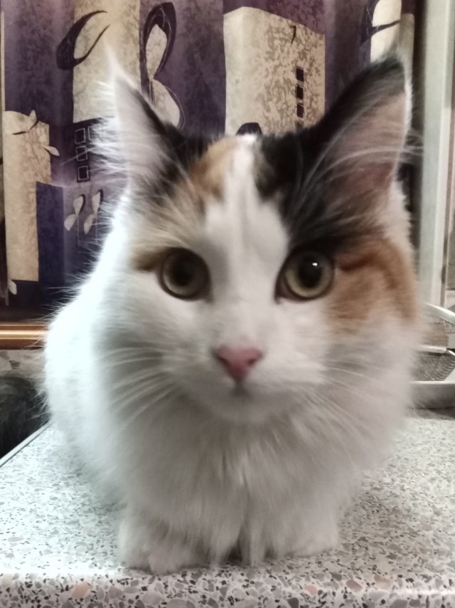 Котовторник, от мала до велика
