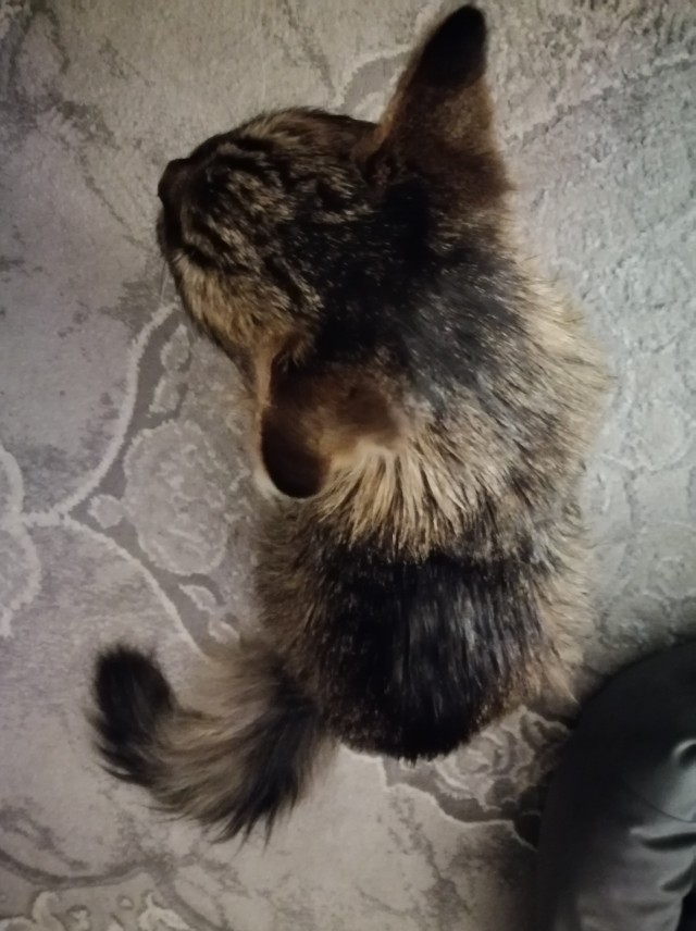 Жизнь с котом в одной картинке