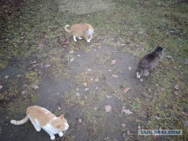 Жизнь домашнего приюта для котеек 522