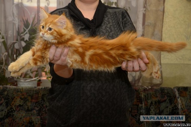 Немного о  Мейн Куне.