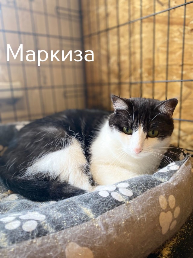 Жизнь домашнего приюта "Котоленд" 508