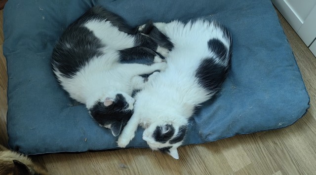 Котовторник.Наши модели