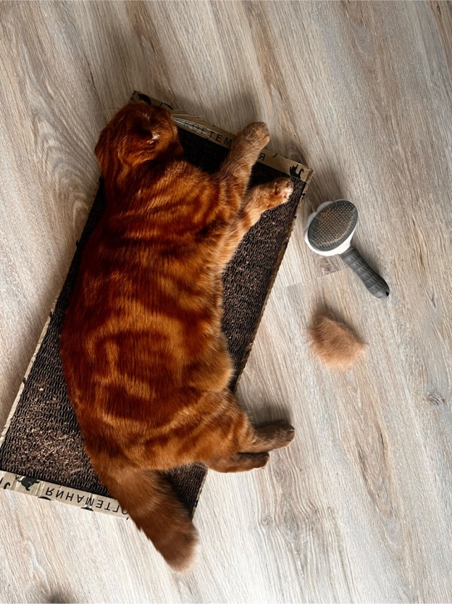К котовторнику