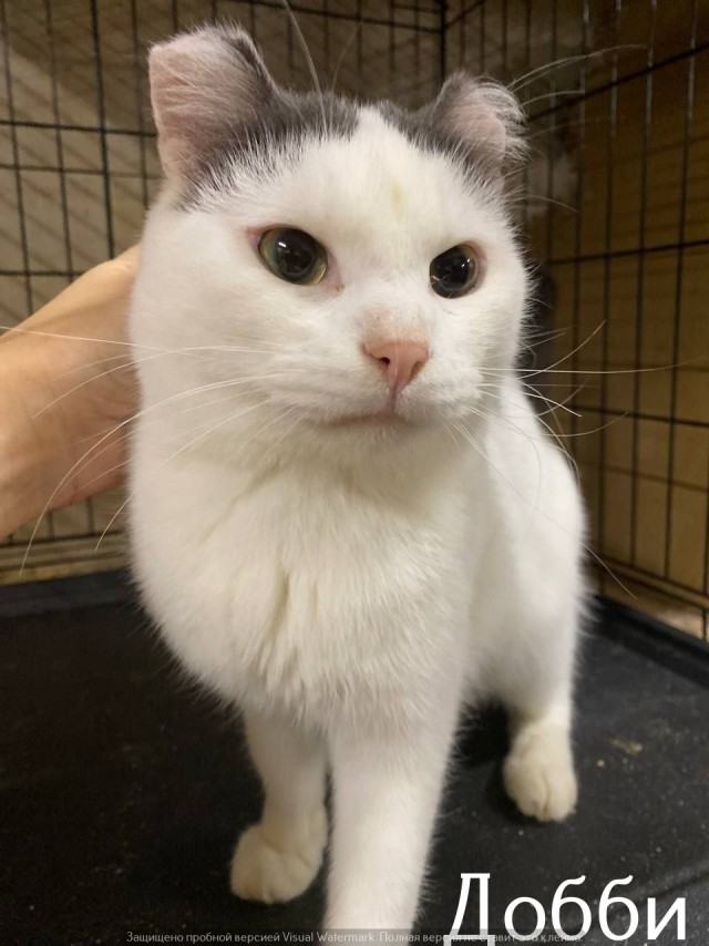 Жизнь домашнего приюта "Котоленд" 525