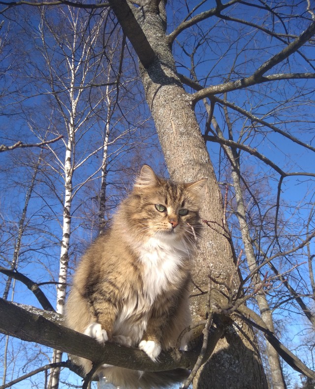 К котовторнику: подборка картинок-баянов с котиками и про котиков. Выпуск 31.