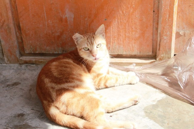 Уличные кошки Марокко