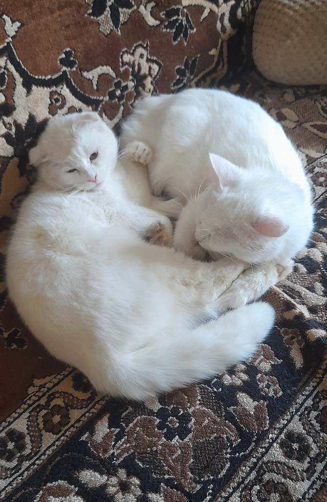 Котовторника псто