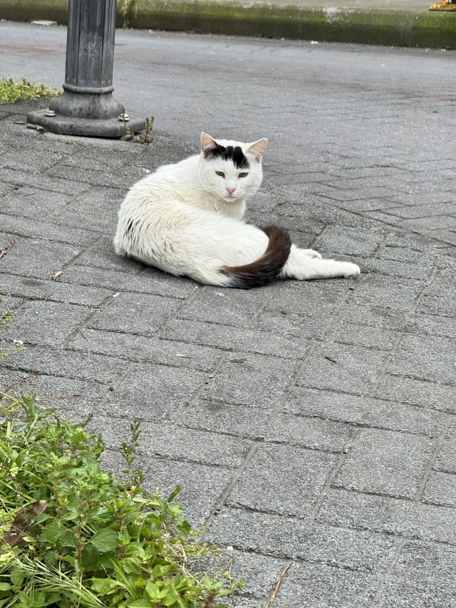 Уличные кошки Стамбула
