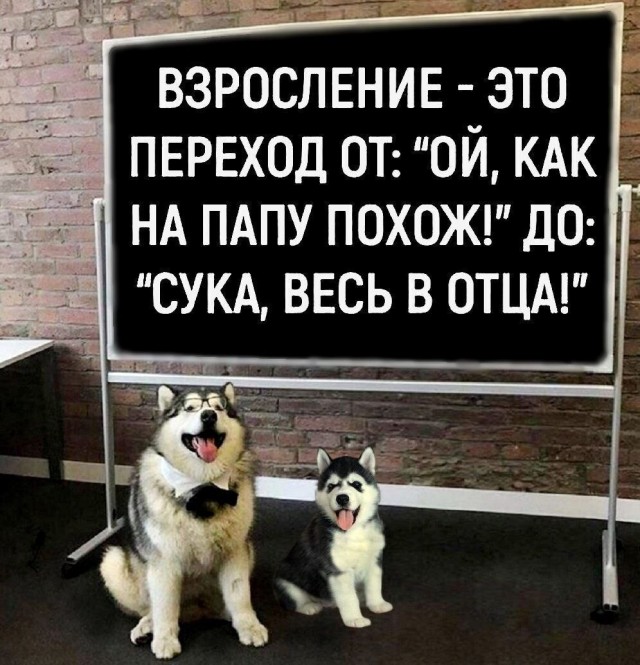 Картинки для деградации 204 (разной степени свежести)