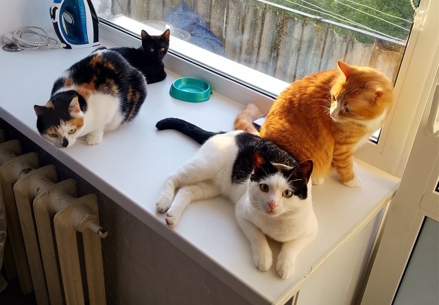 Котское.