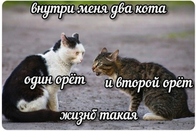 Веселые картинки в понедельник (13.07)