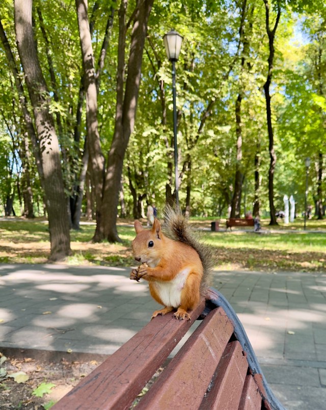Белочка пришла!