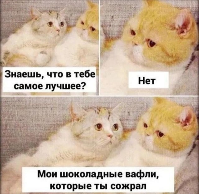 Картинки для деградации 247 (разной степени свежести)