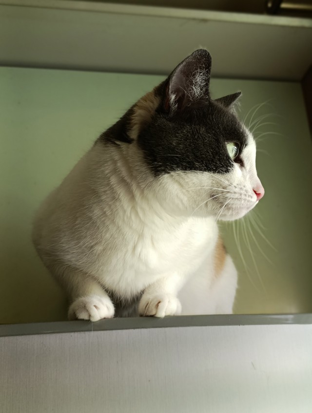 Продолжаем котовторник