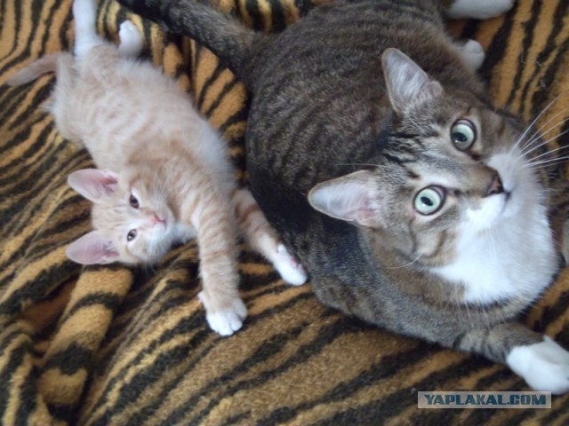 Коты и время