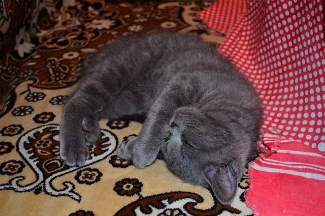 Котейка, который не знает как лежат котейки