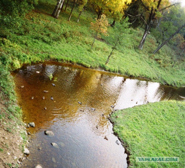Прогулка с лисенком