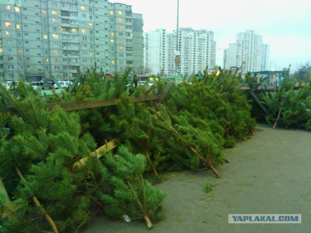 Свалка брошенных елок