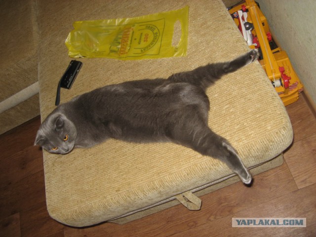 Котовторник 04.03.2014