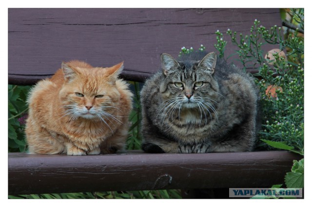 Котовторник 22.04.2014