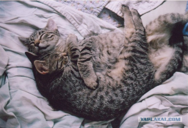 Кто любит котеек так как я?