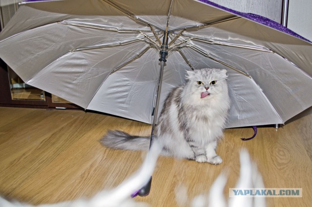 Котовторник 05.08.2014