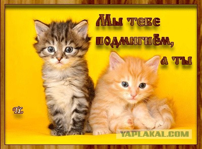 Когда вы плюсуeтe тему в платине