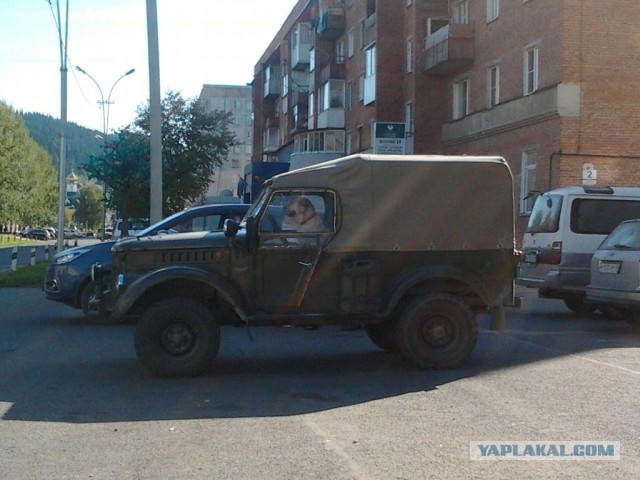 Собакочетверг (11 09 2014)