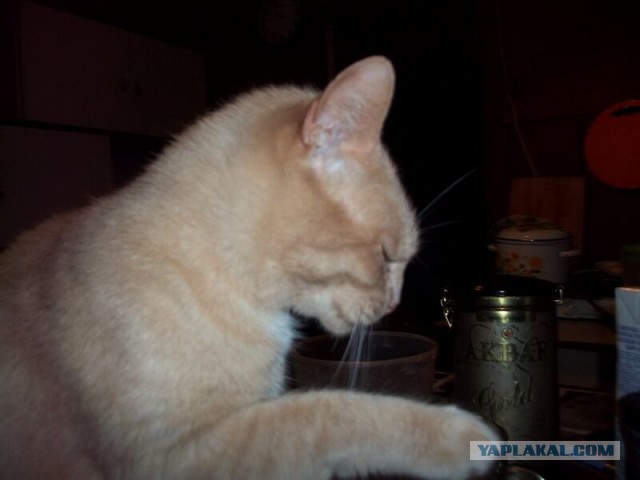 Жизнь домашнего приюта для котеек 44