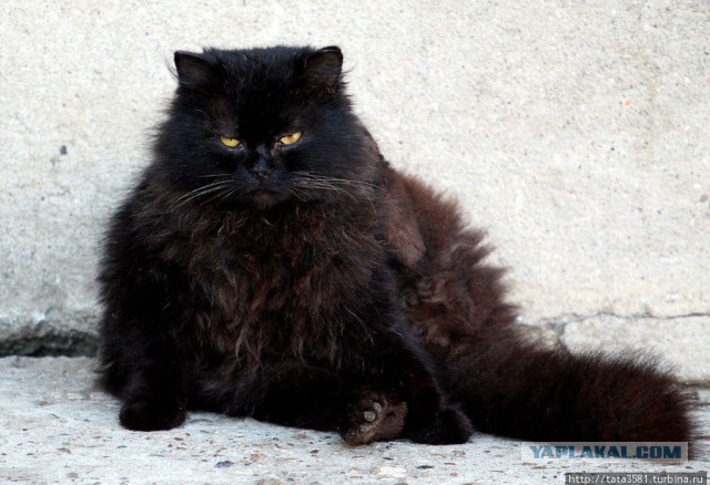 Котовторник 16.06.2015., Котовторник наступил!