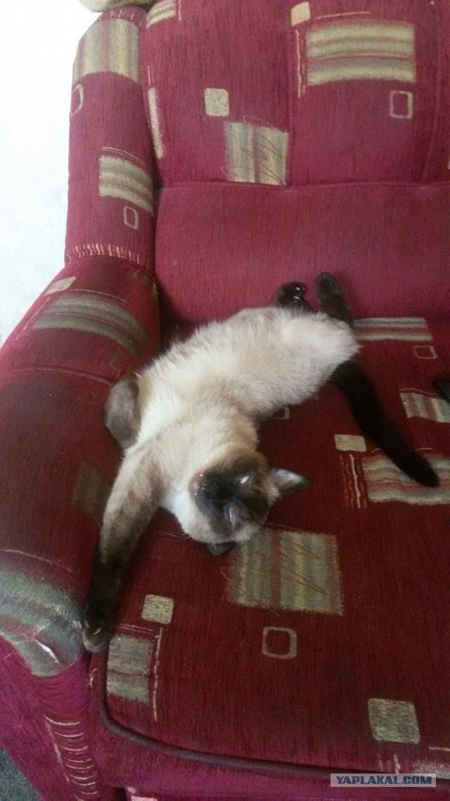 Котовторник 11.08.2015
