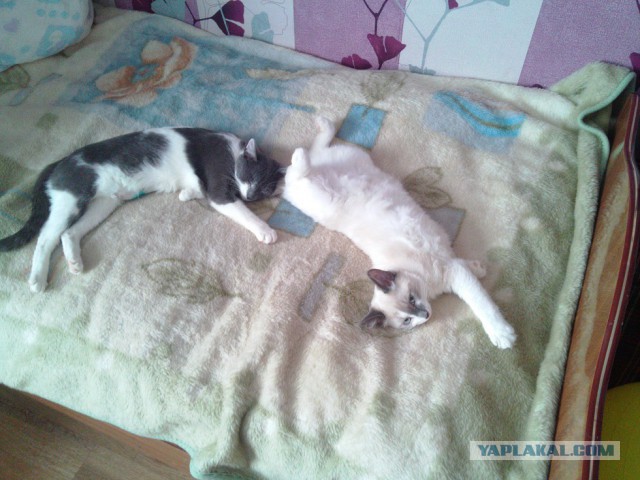 Котовторник