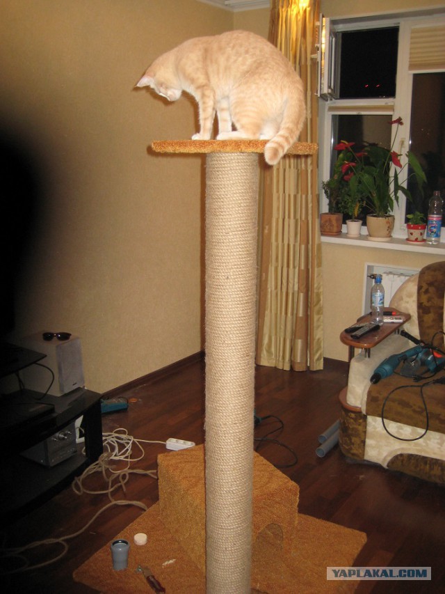 Кошкин дом - он такой