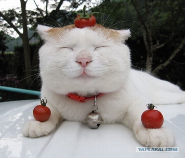 Котовторник