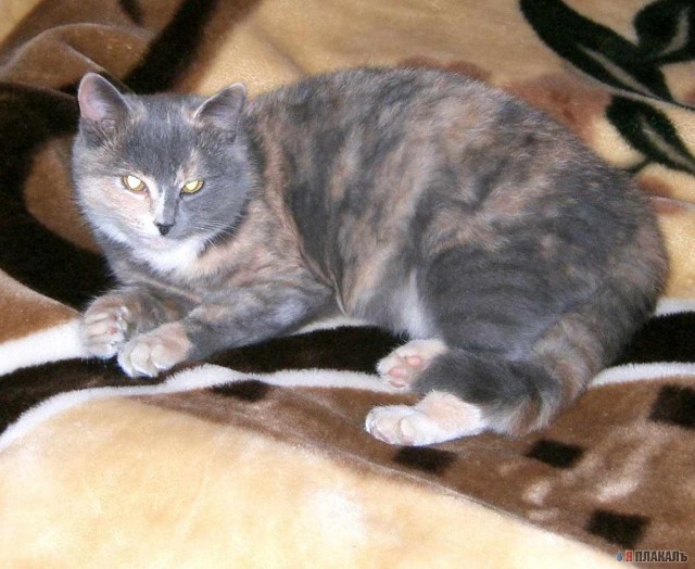Вторничный котомёт