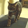 Аватары. Коллекция прикольных аватаров