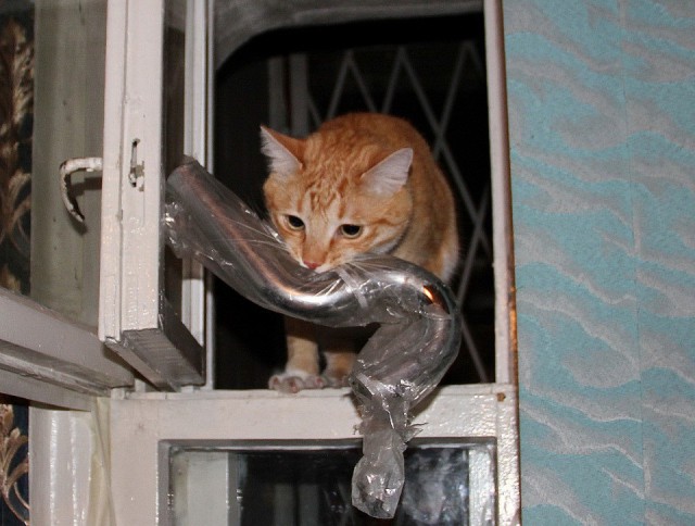19 бесподобных котов, которые родились, чтобы прославиться.