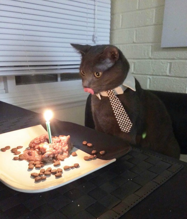 Коты из сети