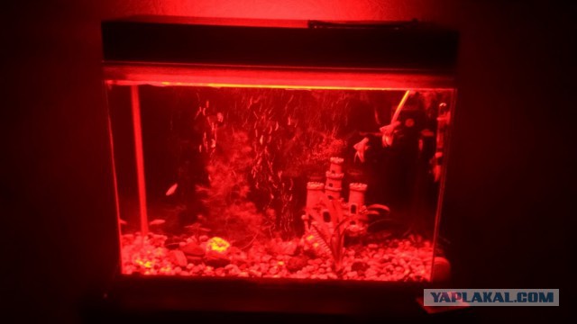 По аквариумным рыбам, аквариумы с растениями, выкладывайте свои видео и фото, полюбуемся!