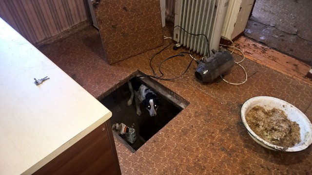Живодерки из Хабаровска