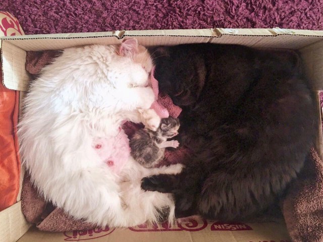 Коты из сети