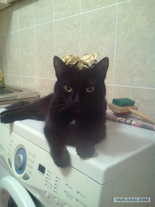 Кошкин день