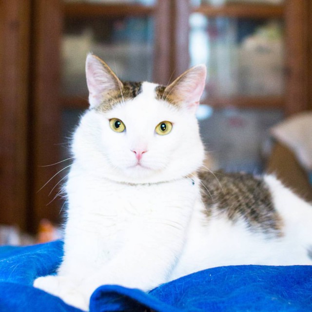 Коты и Кошки