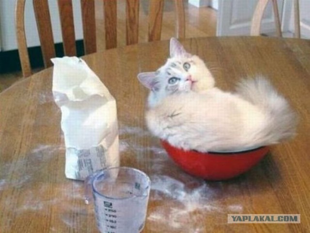 Коты - это жидкость. Котовторник