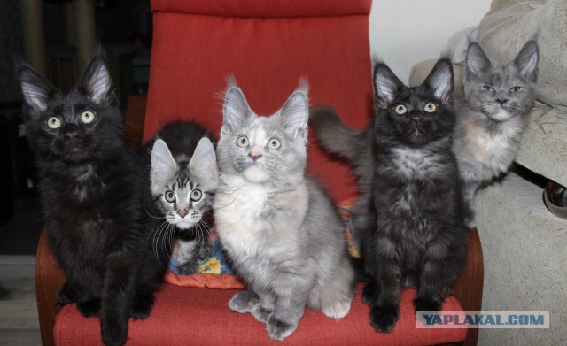 Котовторник