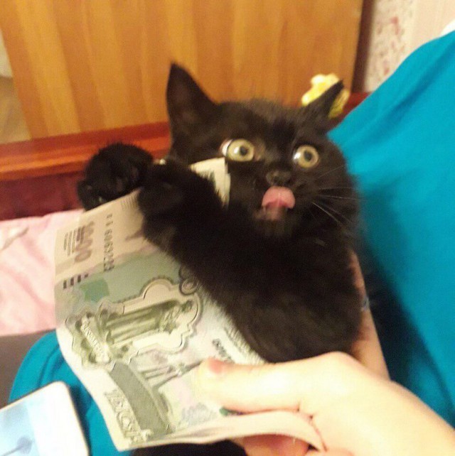 Коты и Кошки